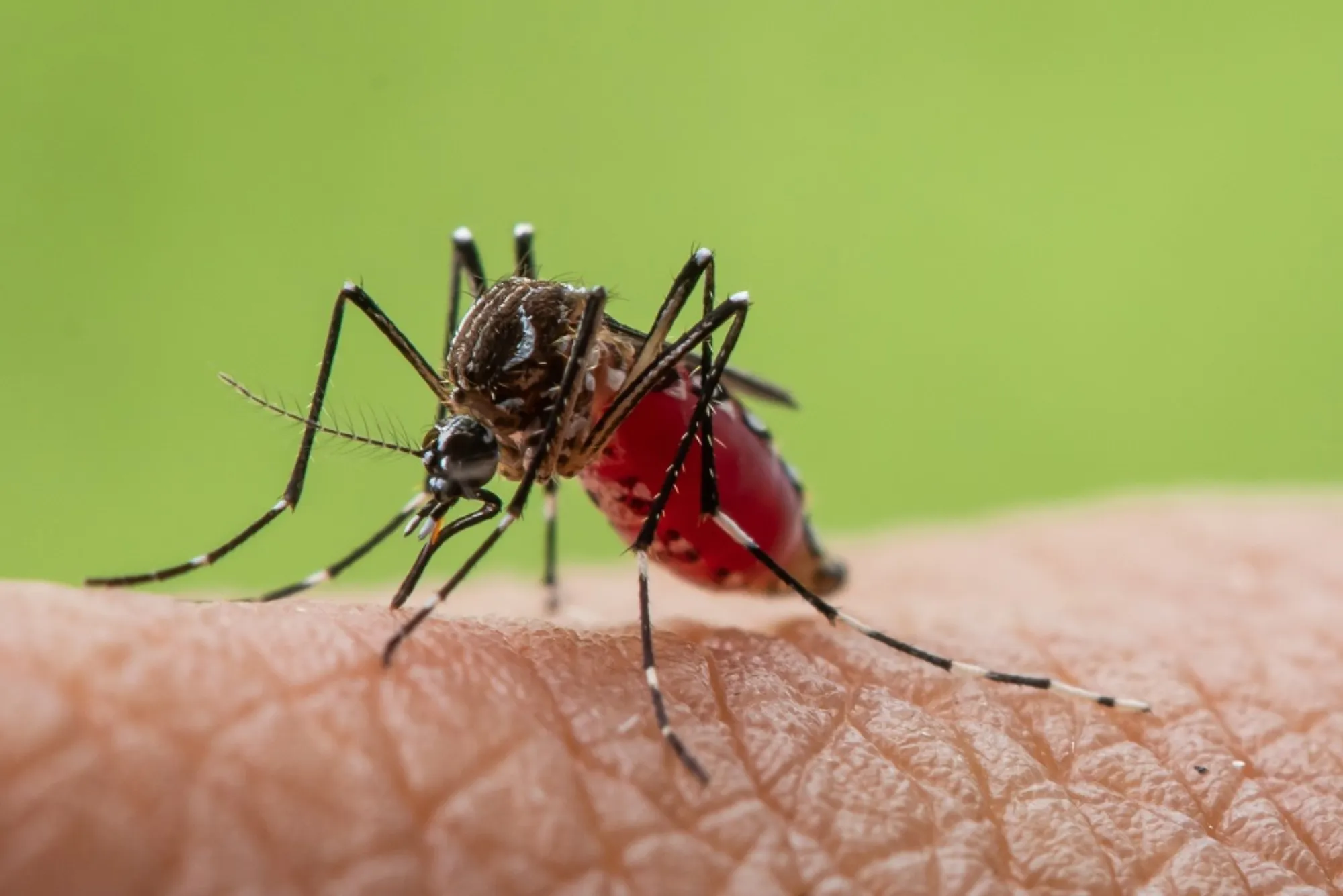 Spread of Mosquito-Borne Diseases