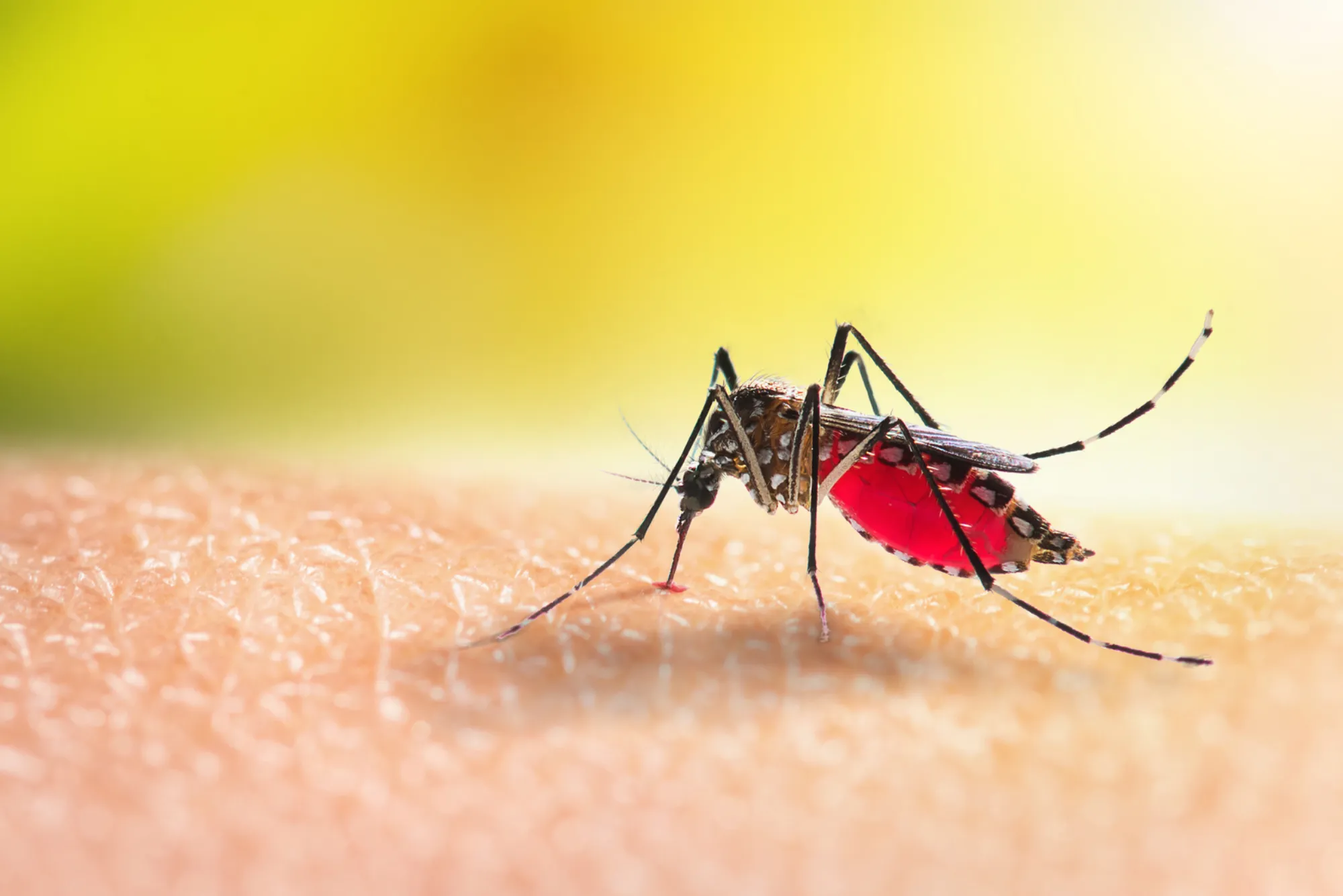 Understanding How Mosquito Killers Function