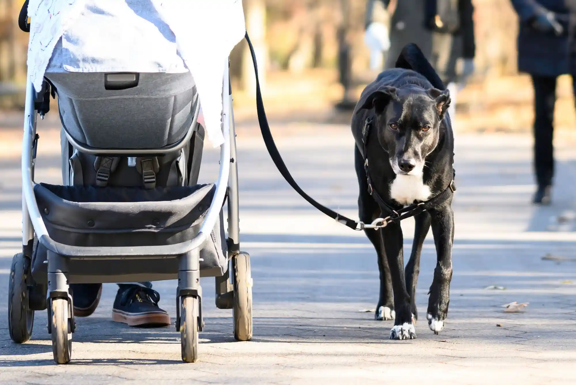 How to Train a Dog to Walk Beside a Stroller Without Pulling or Lunging