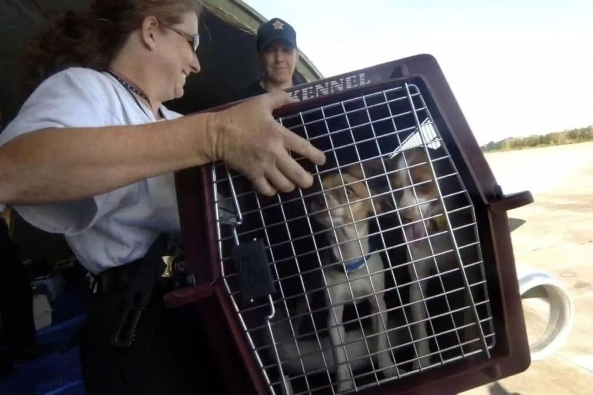Flying with Dogs as Checked Baggage or Cargo: Temperature Embargoes and Crate Specs
