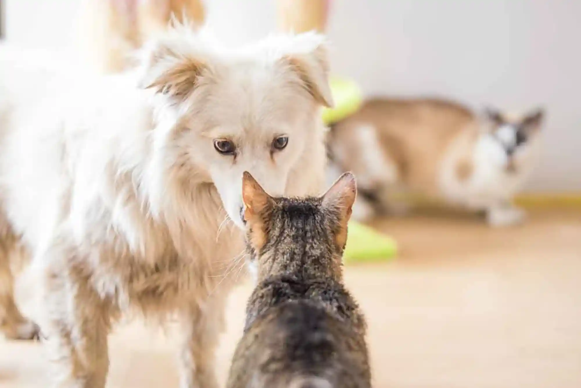 How to Introduce a New Cat to a Dog: Scent Swapping and Visual Barrier Protocols