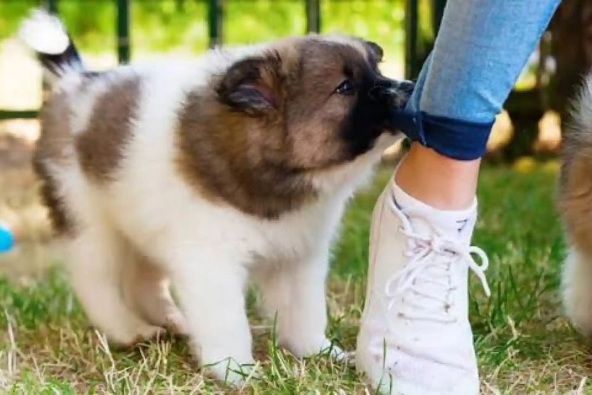 How to Stop a Puppy from Biting Ankles and Pant Legs During Walks