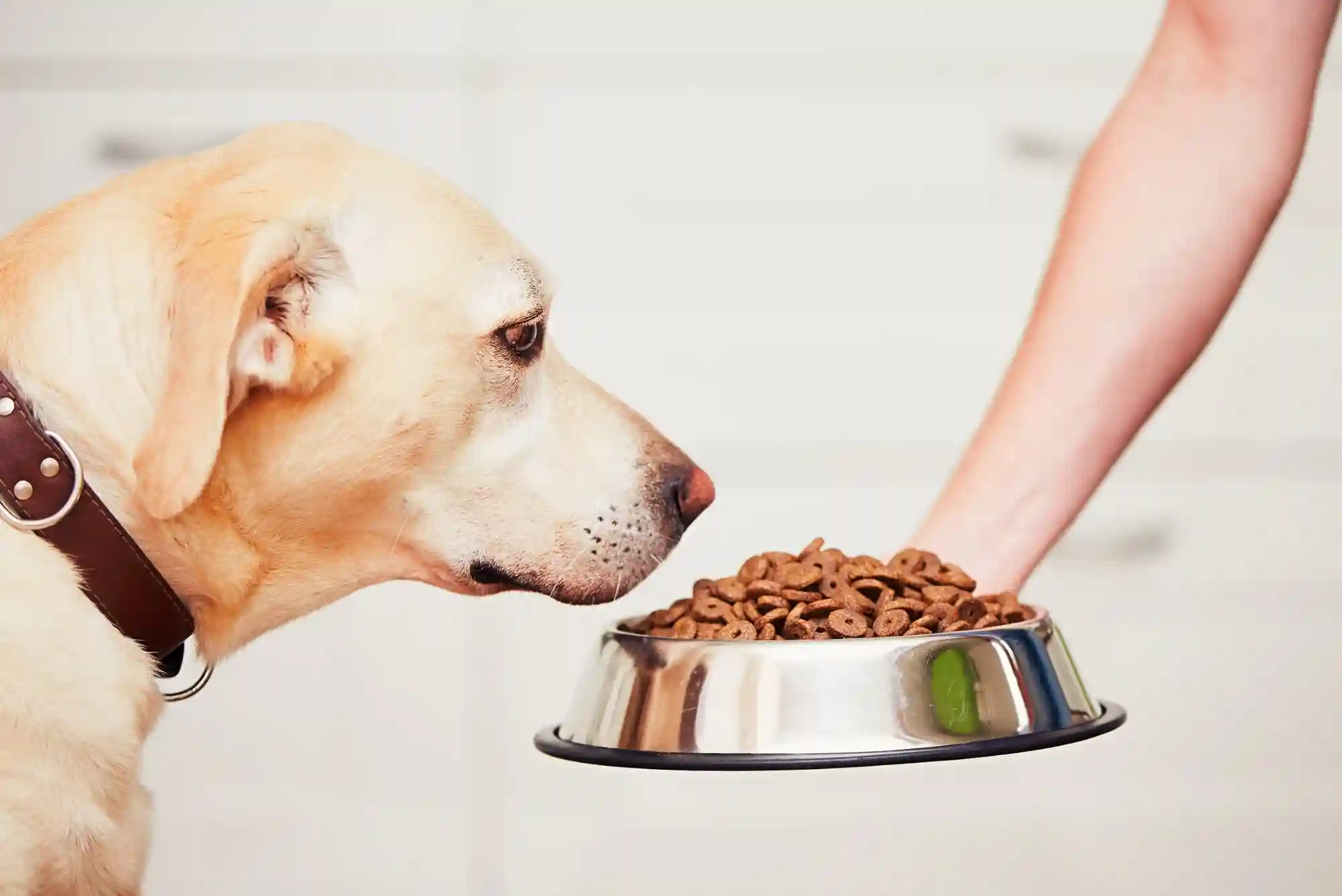 Resource Guarding in Dogs: How to Stop Food and Toy Aggression with Trade Drills